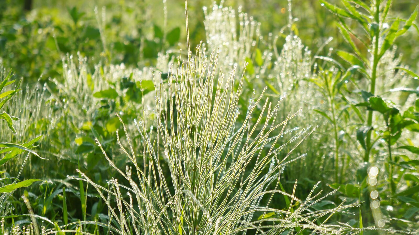 Sony Alpha a3000 + Sony E 18-55mm F3.5-5.6 OSS sample photo. Nature, plants, green photography