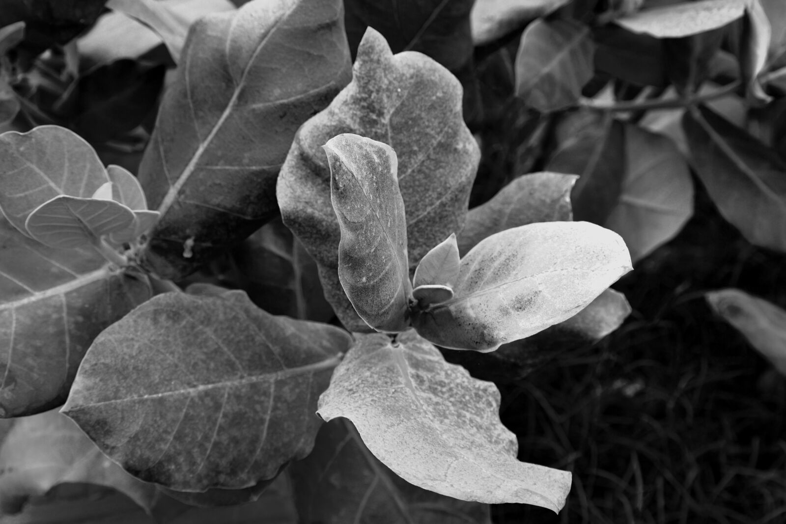 Nikon D5600 sample photo. Shades of leaves, big photography