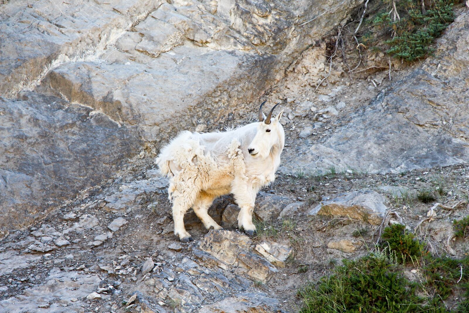 Canon EOS 700D (EOS Rebel T5i / EOS Kiss X7i) + Canon EF-S 18-135mm F3.5-5.6 IS STM sample photo. Mountain goat, goat, jasper photography
