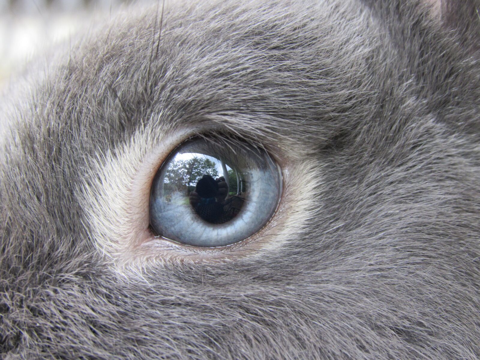 Какие глаза у зверей. Глаза животных. Глаза зайца.