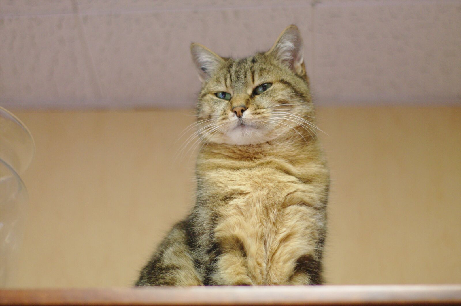 Canon EOS 1100D (EOS Rebel T3 / EOS Kiss X50) sample photo. Cat, tabby, predator photography