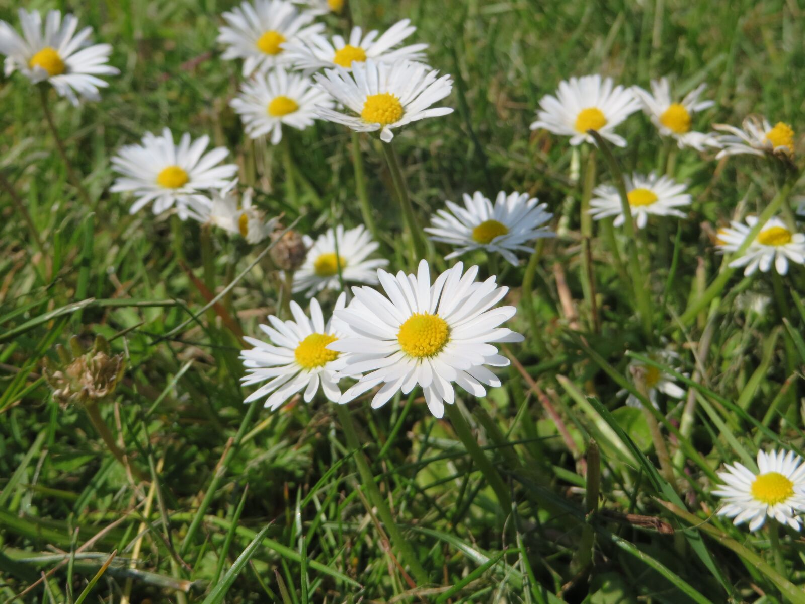 Canon PowerShot SX270 HS sample photo. Daisy, plant, flower photography