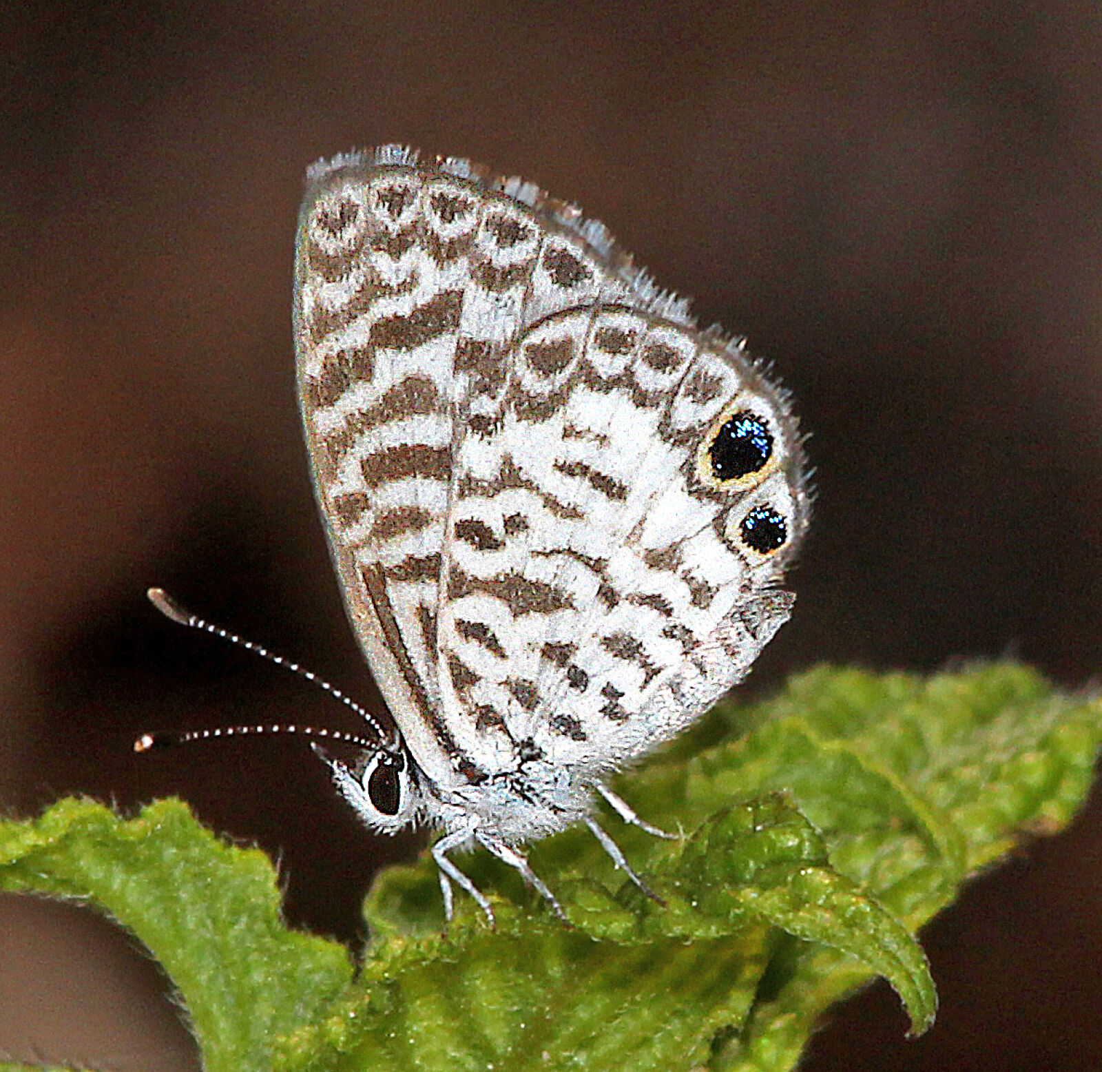 Canon EF 300mm F4L IS USM sample photo