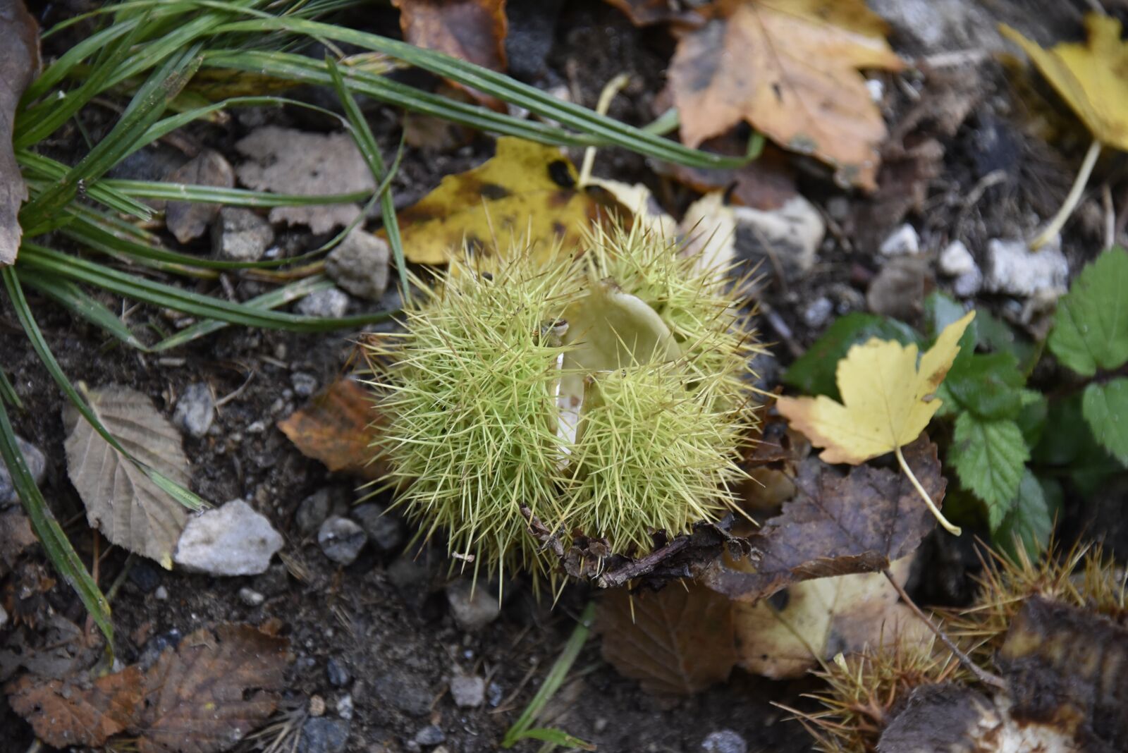 Nikon D750 sample photo. Autumn, maroni, sweet chestnuts photography