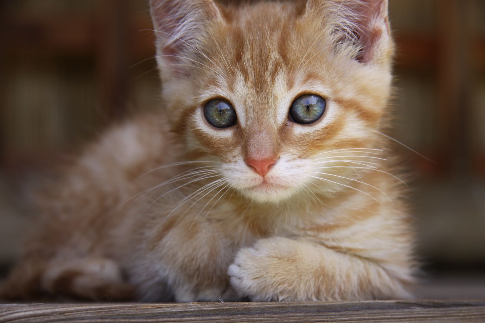 Canon EOS 50D sample photo. Cat, lying, blue eye photography