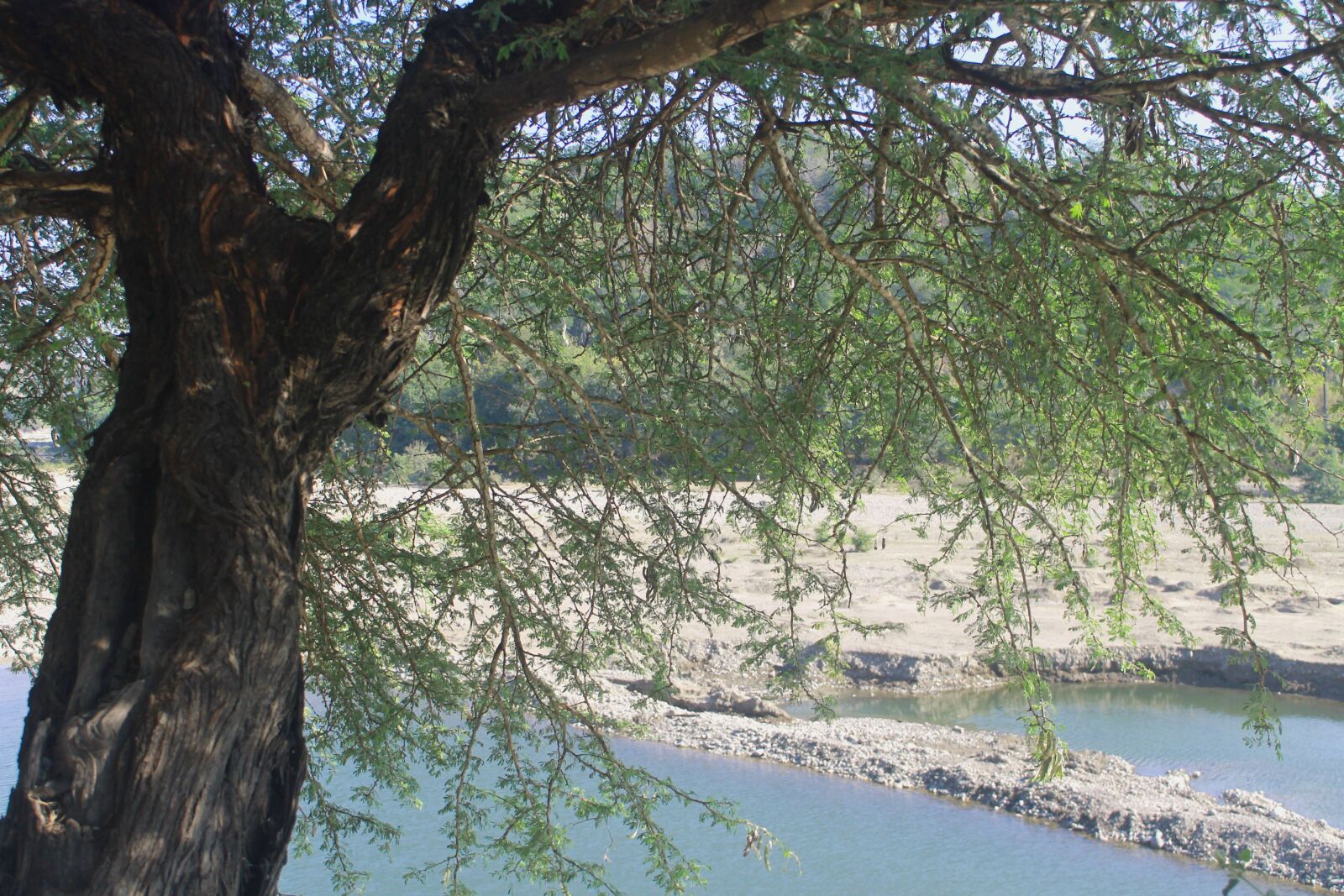 Canon EOS 1100D (EOS Rebel T3 / EOS Kiss X50) sample photo. River, branch, the tree photography