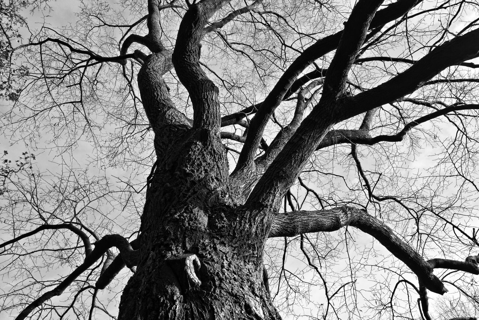 Sony Cyber-shot DSC-RX100 sample photo. Tree, branches, gnarled photography