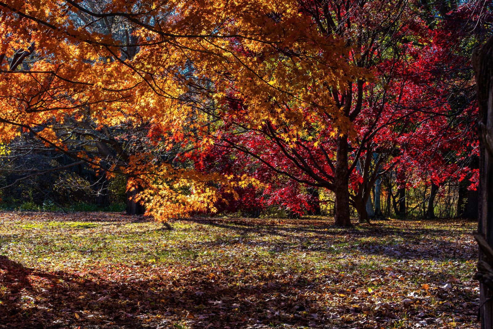 Nikon D750 sample photo. Autumn, trees, colorful photography