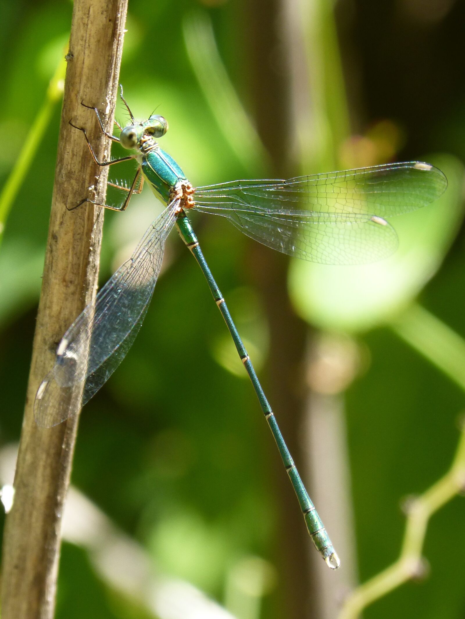 Panasonic DMC-FZ62 sample photo. Green dragonfly, winged insect photography
