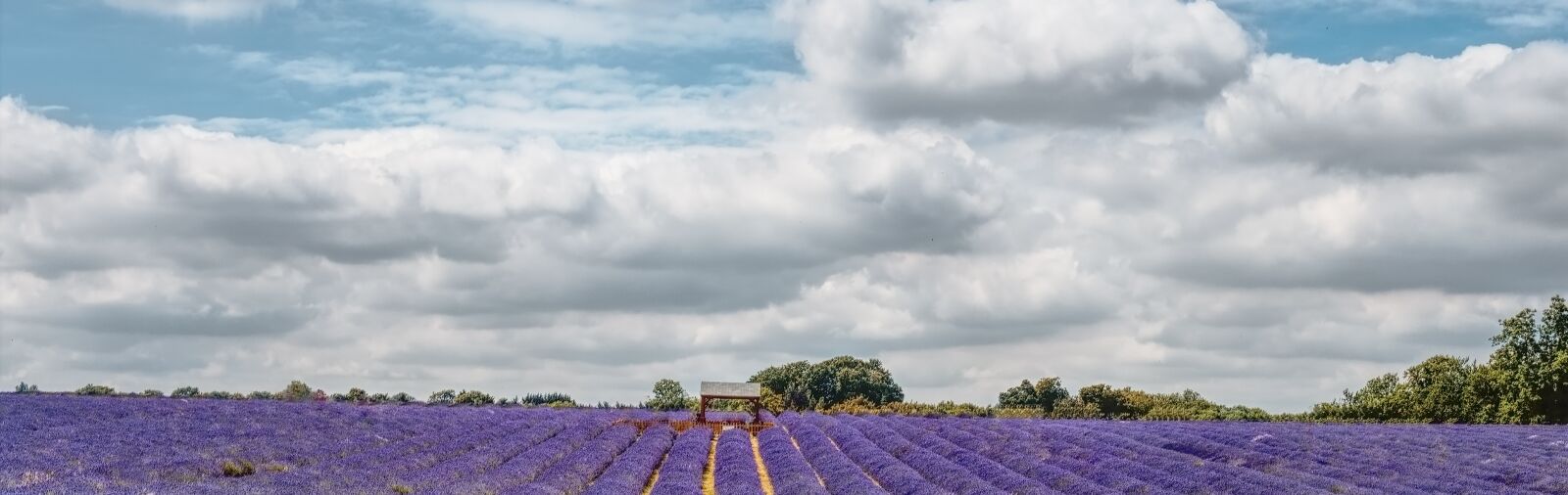 Canon EOS 6D + Canon EF 50mm F1.8 STM sample photo. Lavender, fields, m photography