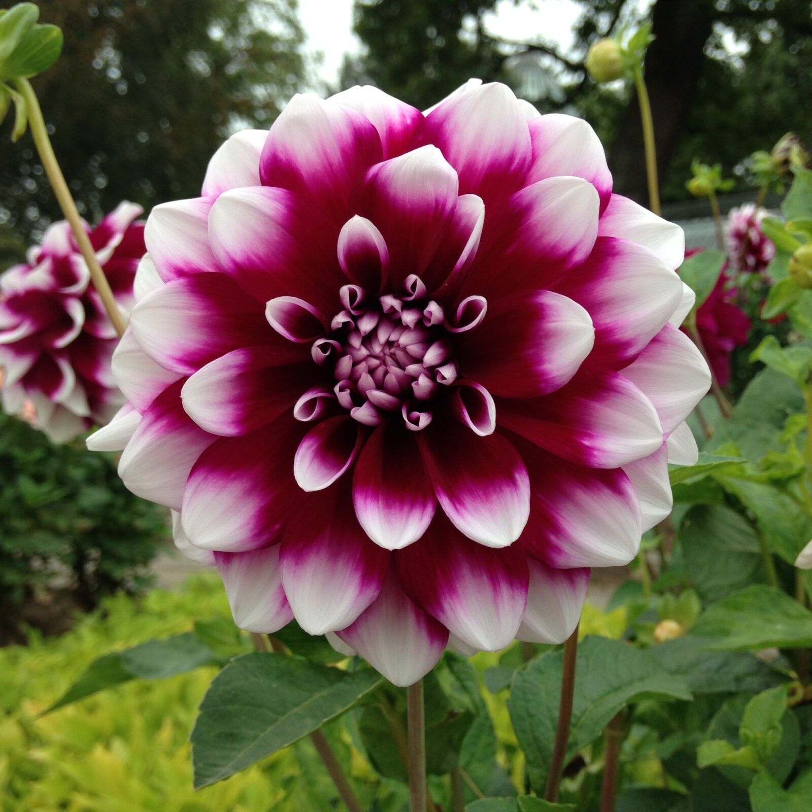 Apple iPhone 5c sample photo. Chrysanthemum, color wine, garden photography