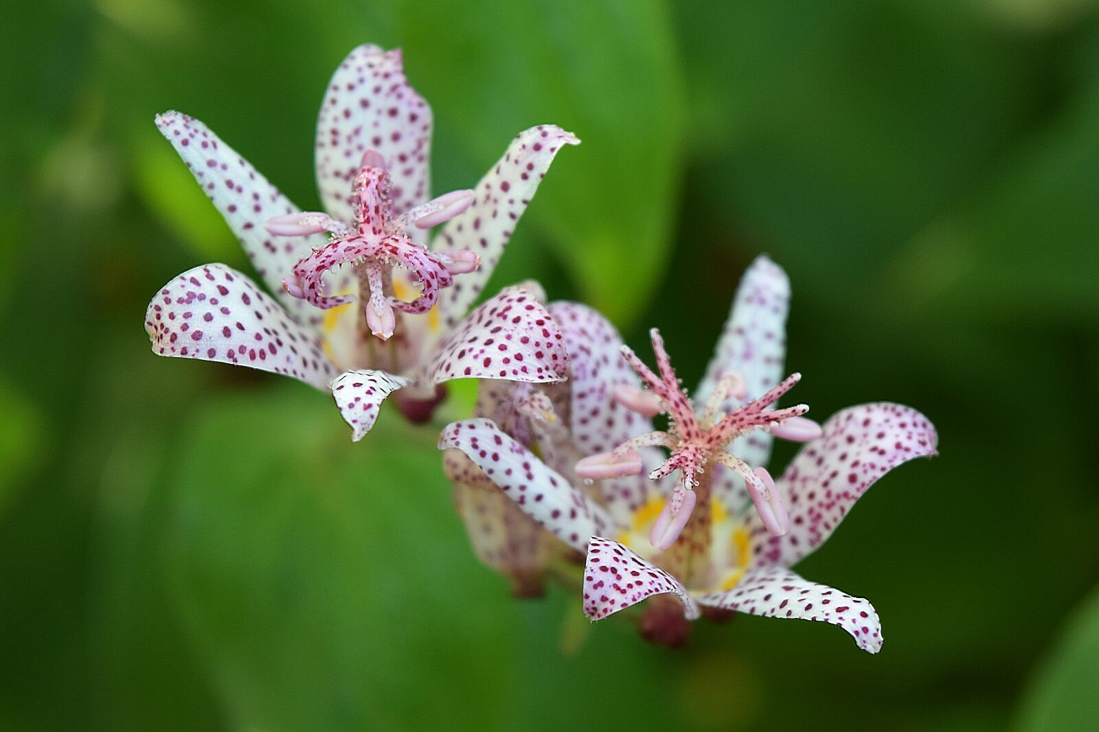 Nikon D3300 sample photo. Flora, flower, autumn photography