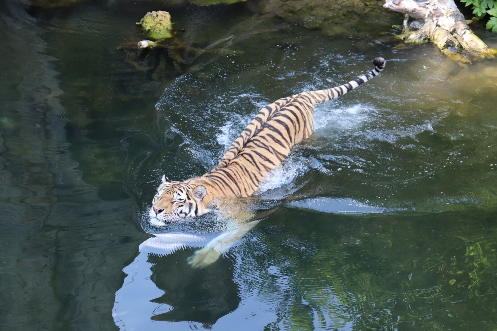 Canon EOS 77D (EOS 9000D / EOS 770D) sample photo. Tiger, amurtiger, siberian tiger photography