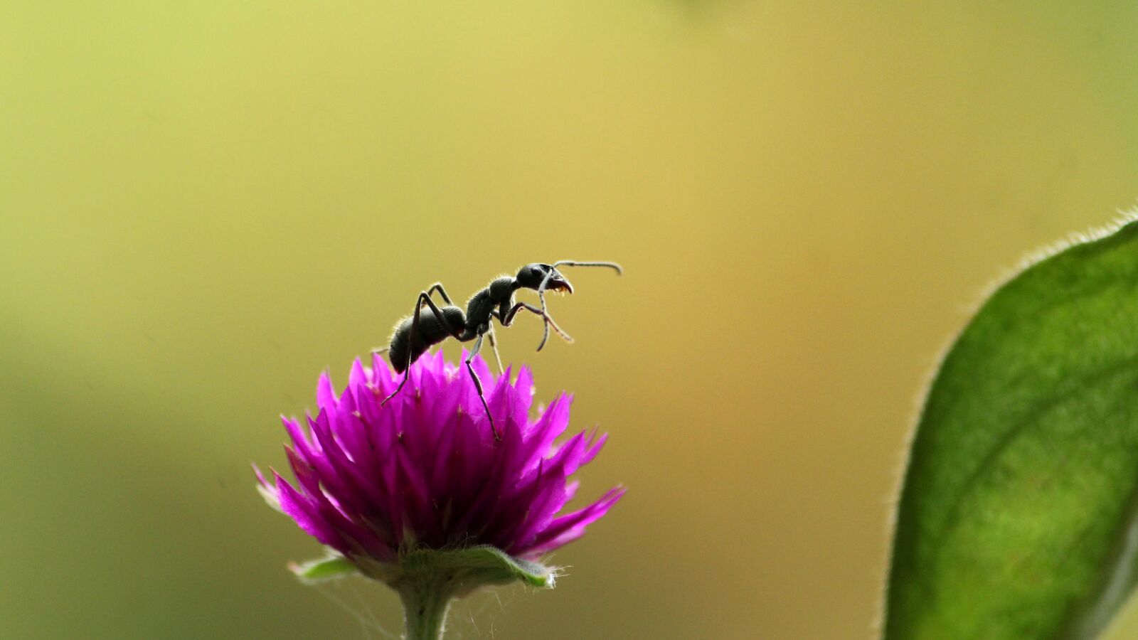 Canon EOS 1300D (EOS Rebel T6 / EOS Kiss X80) sample photo. Kerala, india, ant photography