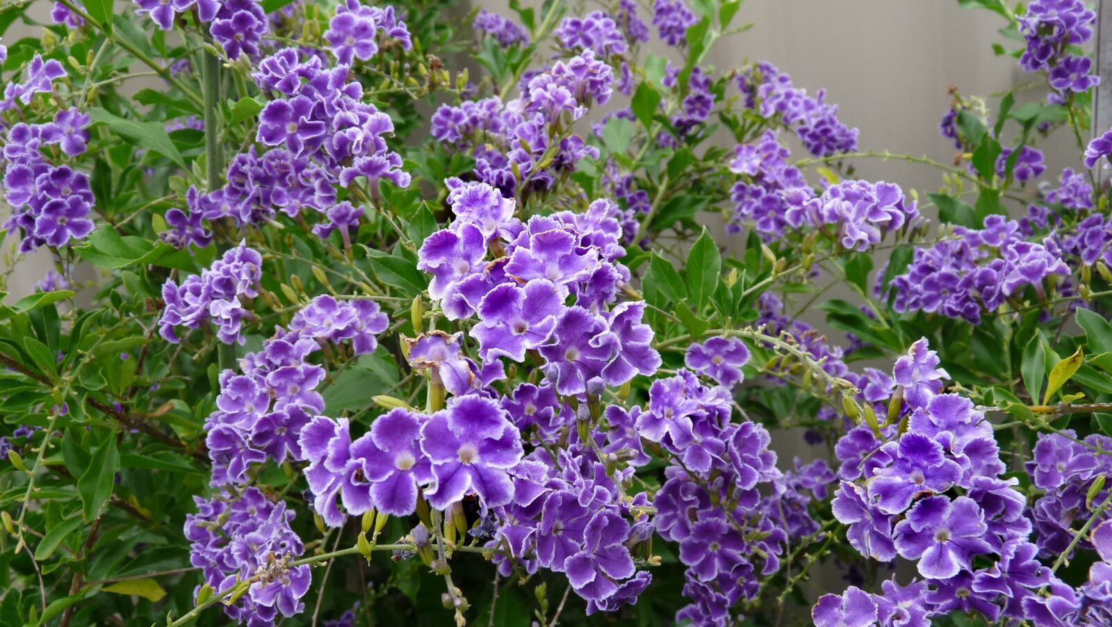 Panasonic Lumix DMC-FZ28 sample photo. Flowering, blue, shrub photography