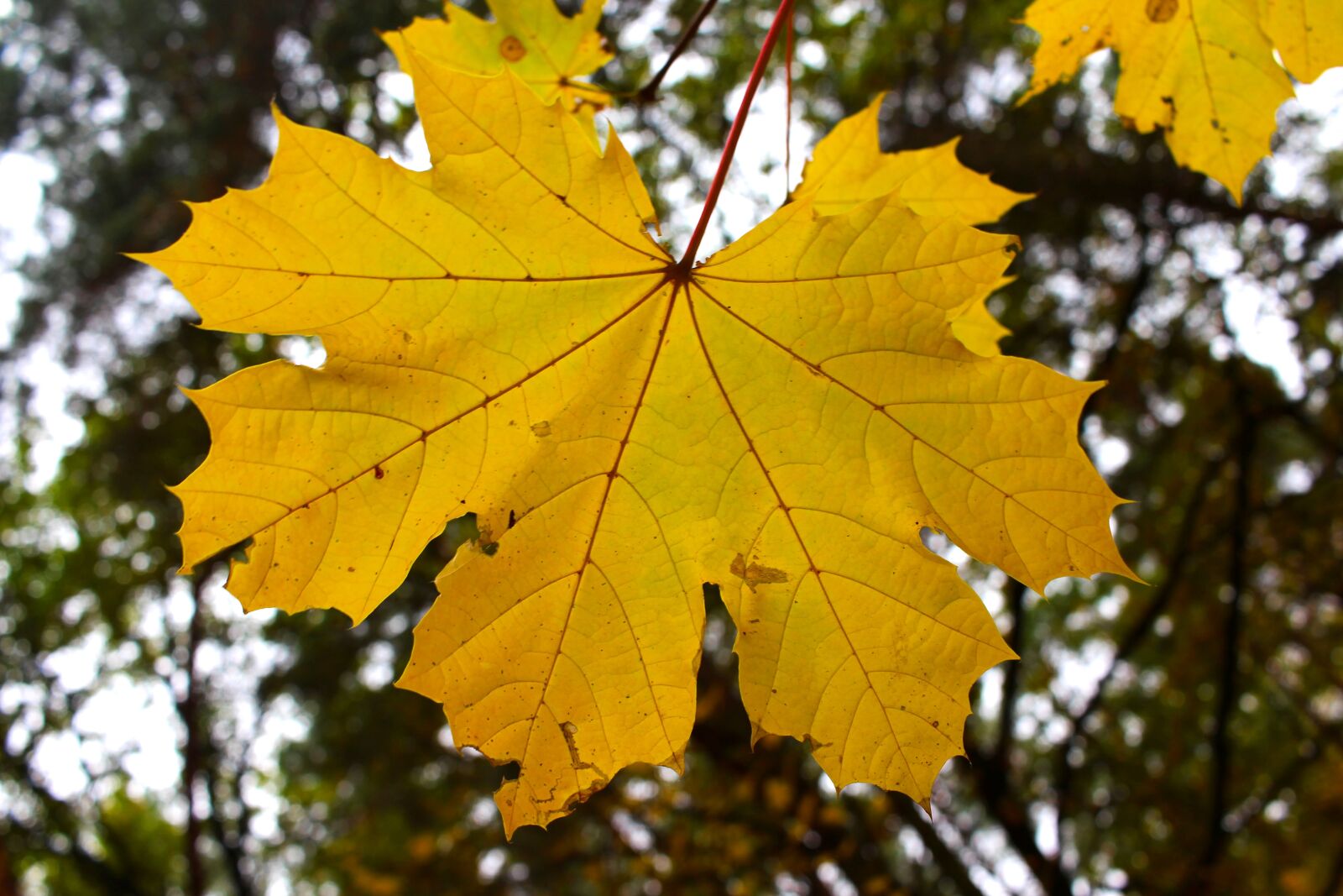Canon EF-S 24mm F2.8 STM sample photo. Fall leaves, autumn, leaf photography