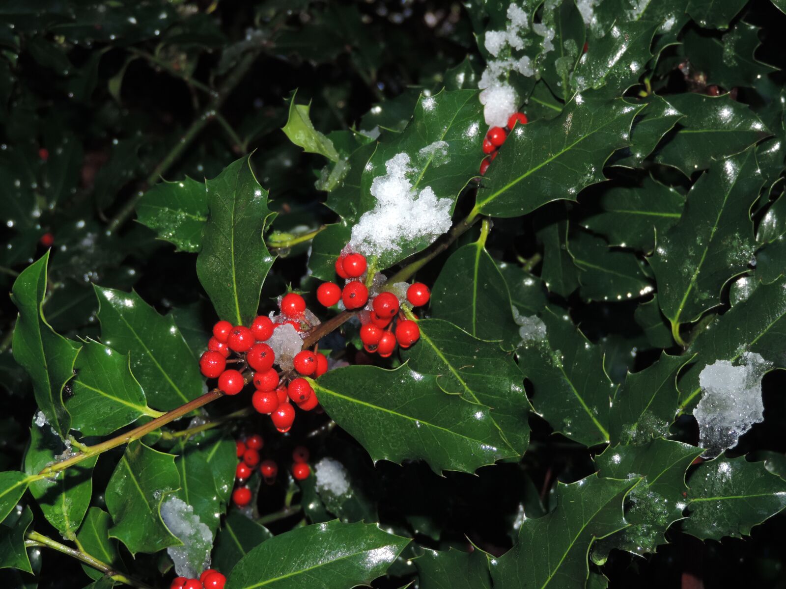 Nikon Coolpix P520 sample photo. Red berries, holy, branch photography