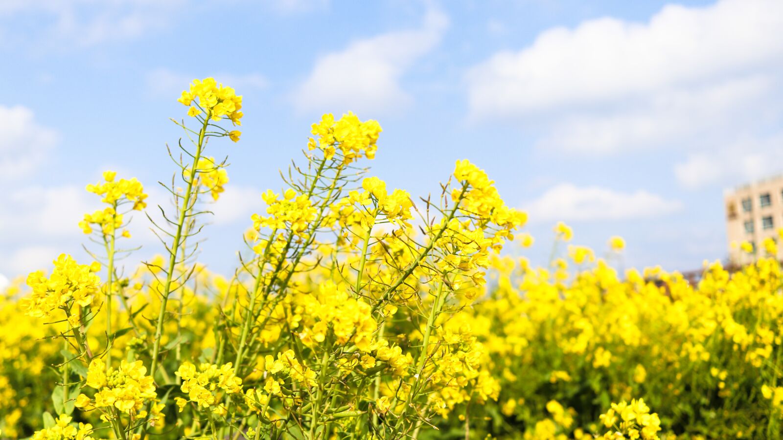 Canon EF-S 24mm F2.8 STM sample photo. Canola, oilseed rape, rape photography