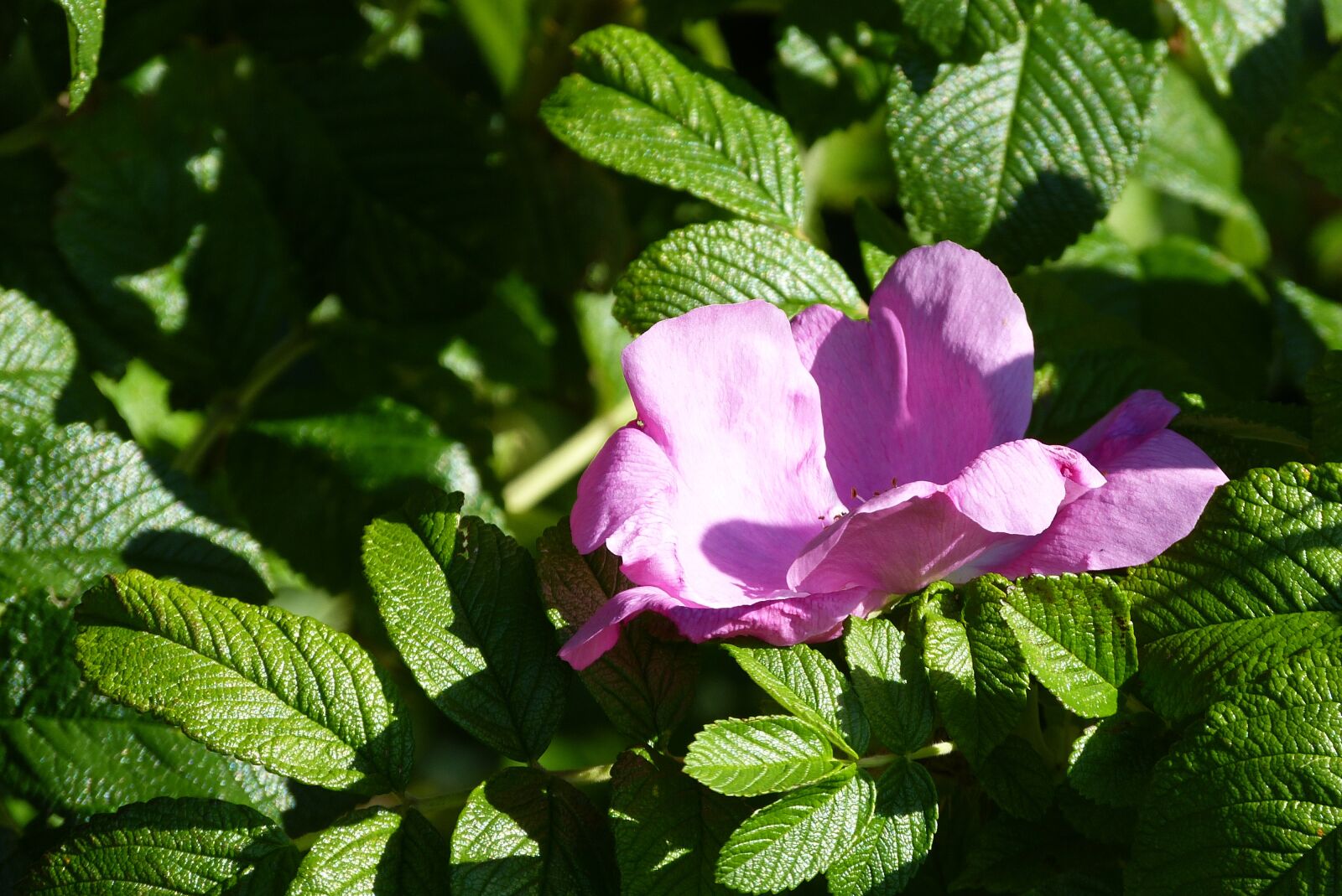 Panasonic Lumix DMC-FZ150 sample photo. Blossom, bloom, rose hip photography