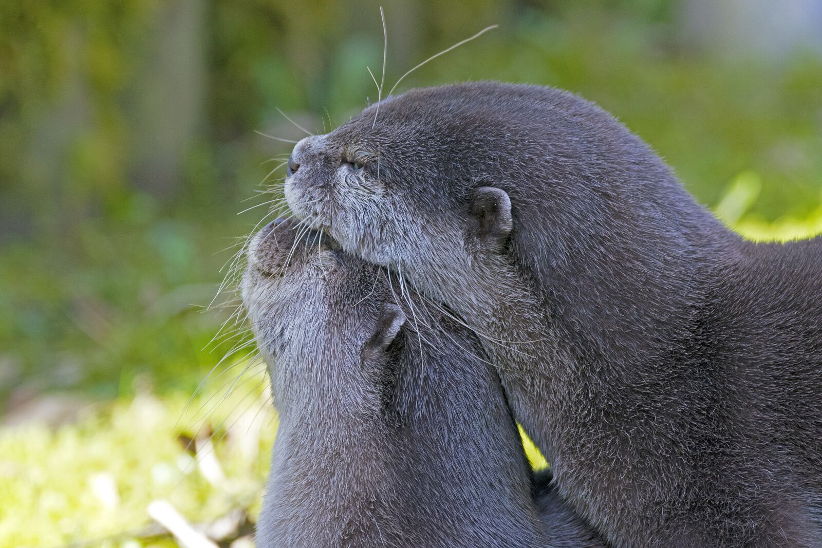 Nikon D500 sample photo. Clawed otter, smooch, otter photography