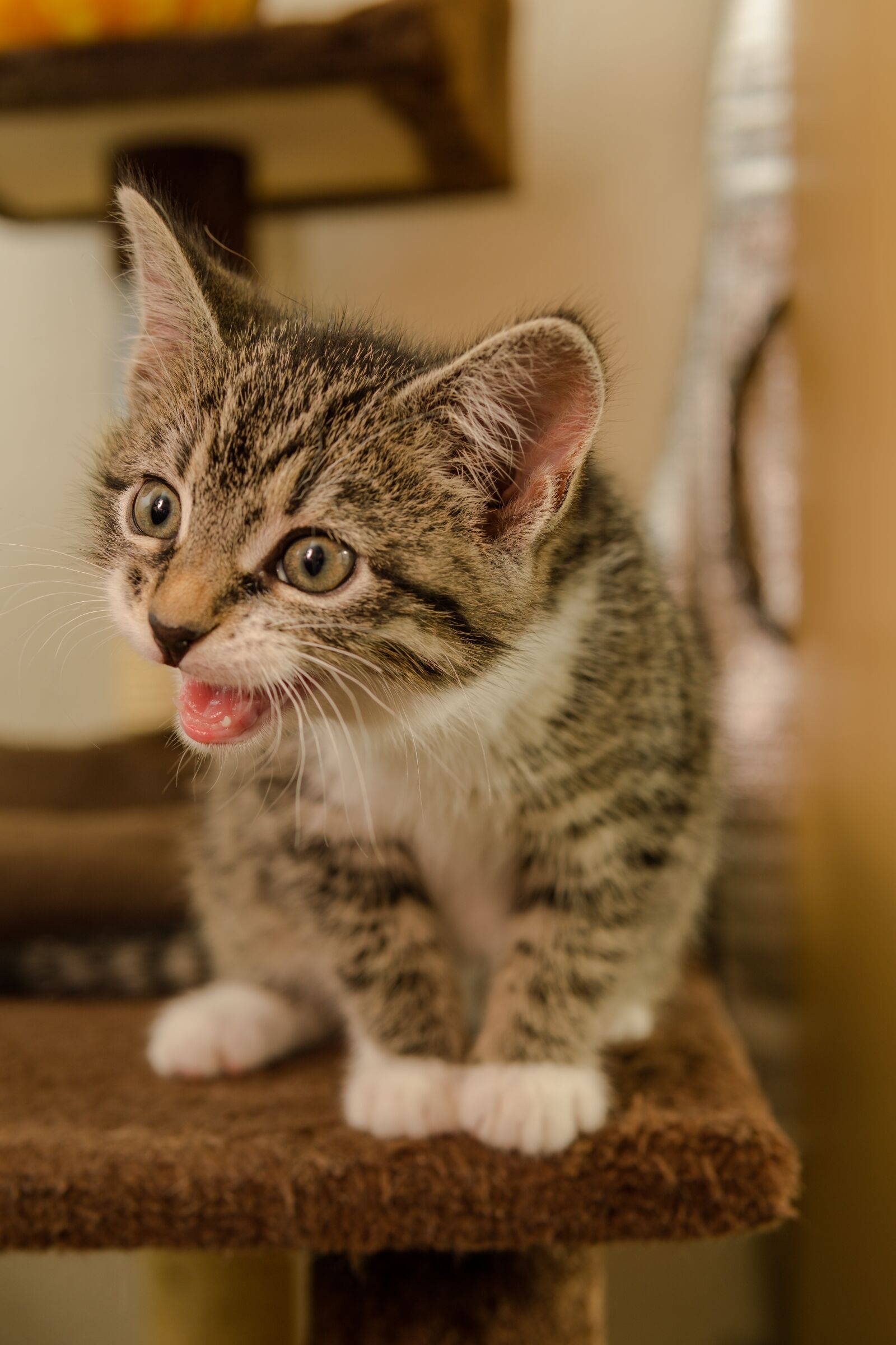 30mm F1.4 DC DN | Contemporary 016 sample photo. Cat, small, mackerel photography