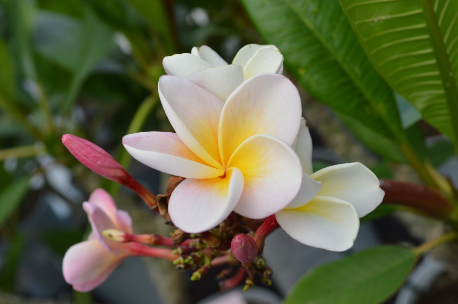 Nikon D3200 sample photo. Frangipani, plumeria, temple flower photography