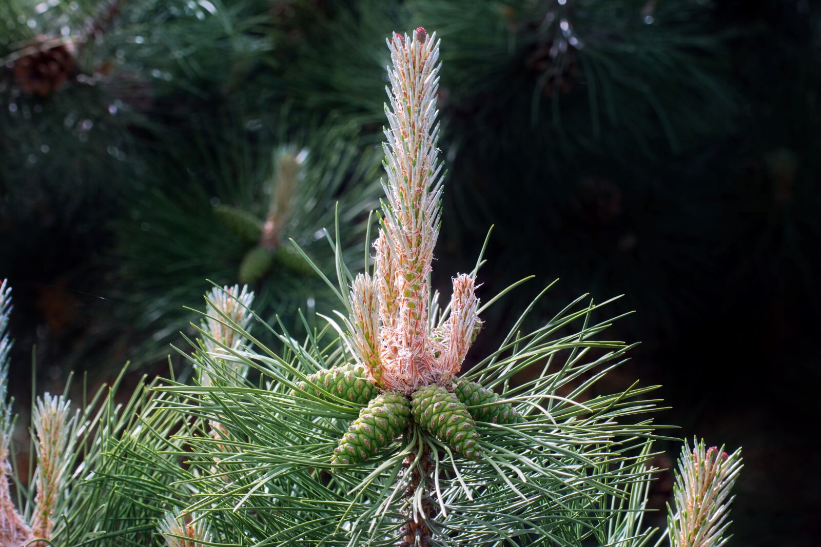 Nikon D5300 sample photo. Conifer, flower, cones photography