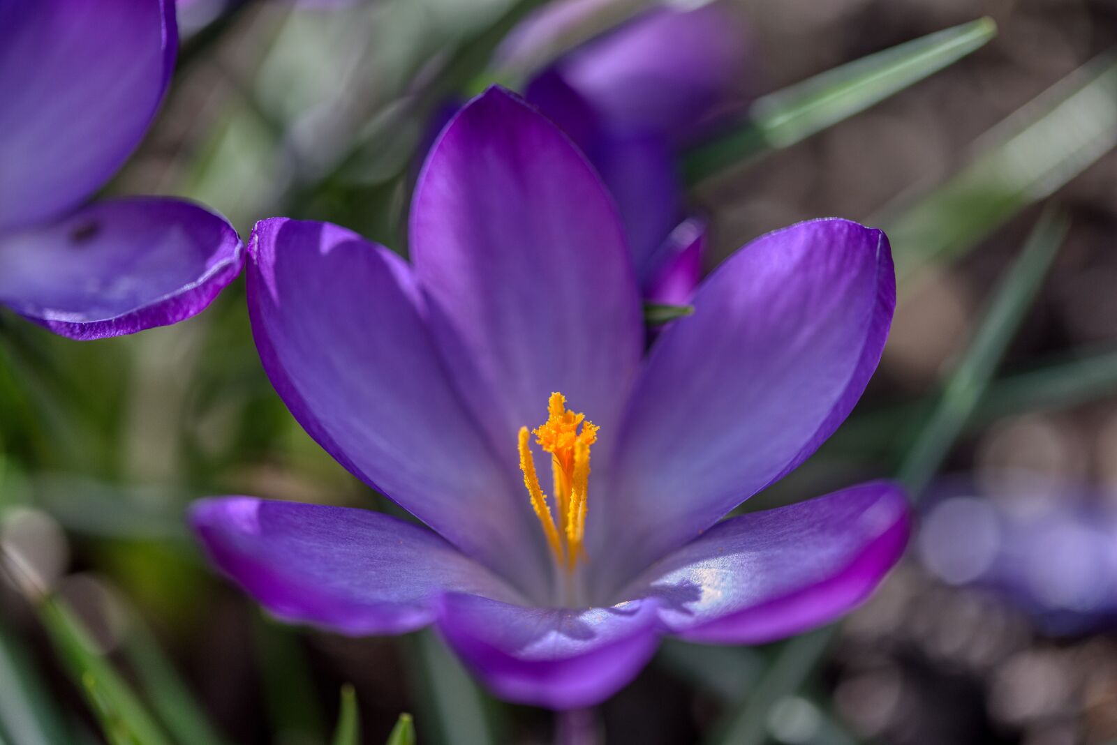 Nikon D750 sample photo. Crocus, spring flower, violet photography