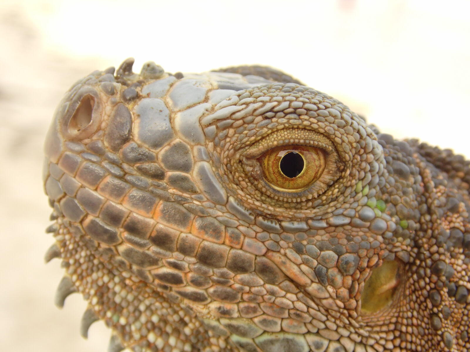 Samsung WB100/  WB101 sample photo. Iguana, lizzard, male photography