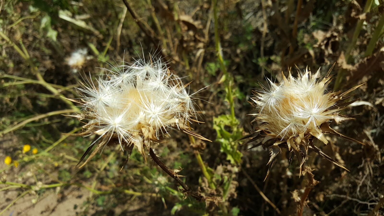 Samsung Galaxy S6 sample photo. Flower, israel, torn photography