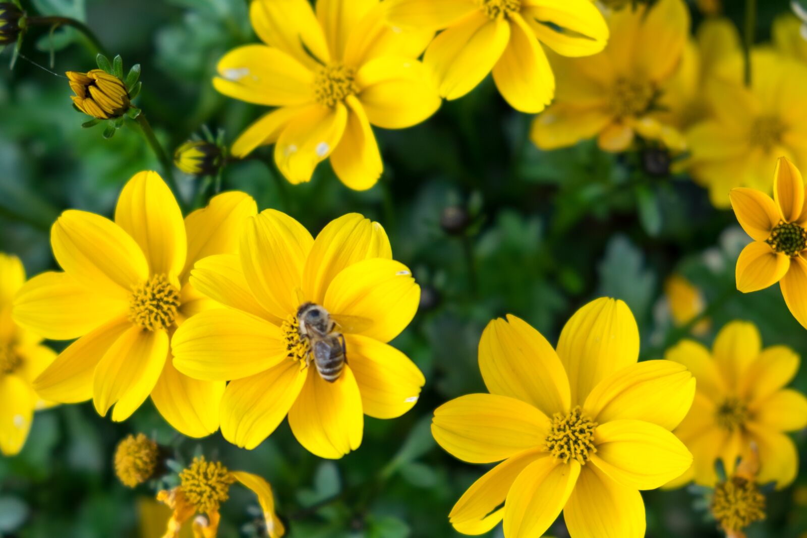 Fujifilm X-T10 sample photo. Flower, yellow, bee photography