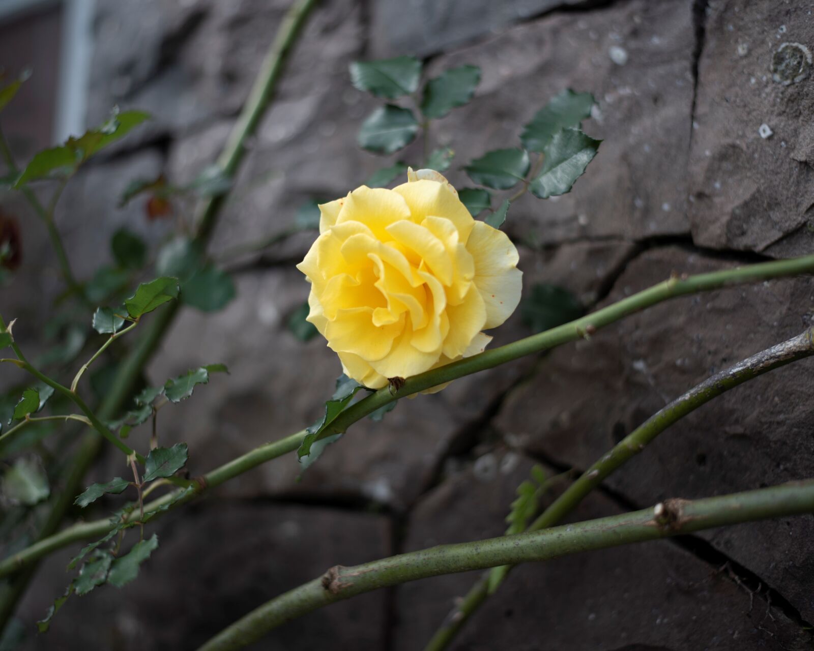 Nikon D750 sample photo. Rosa, yellow, flower photography