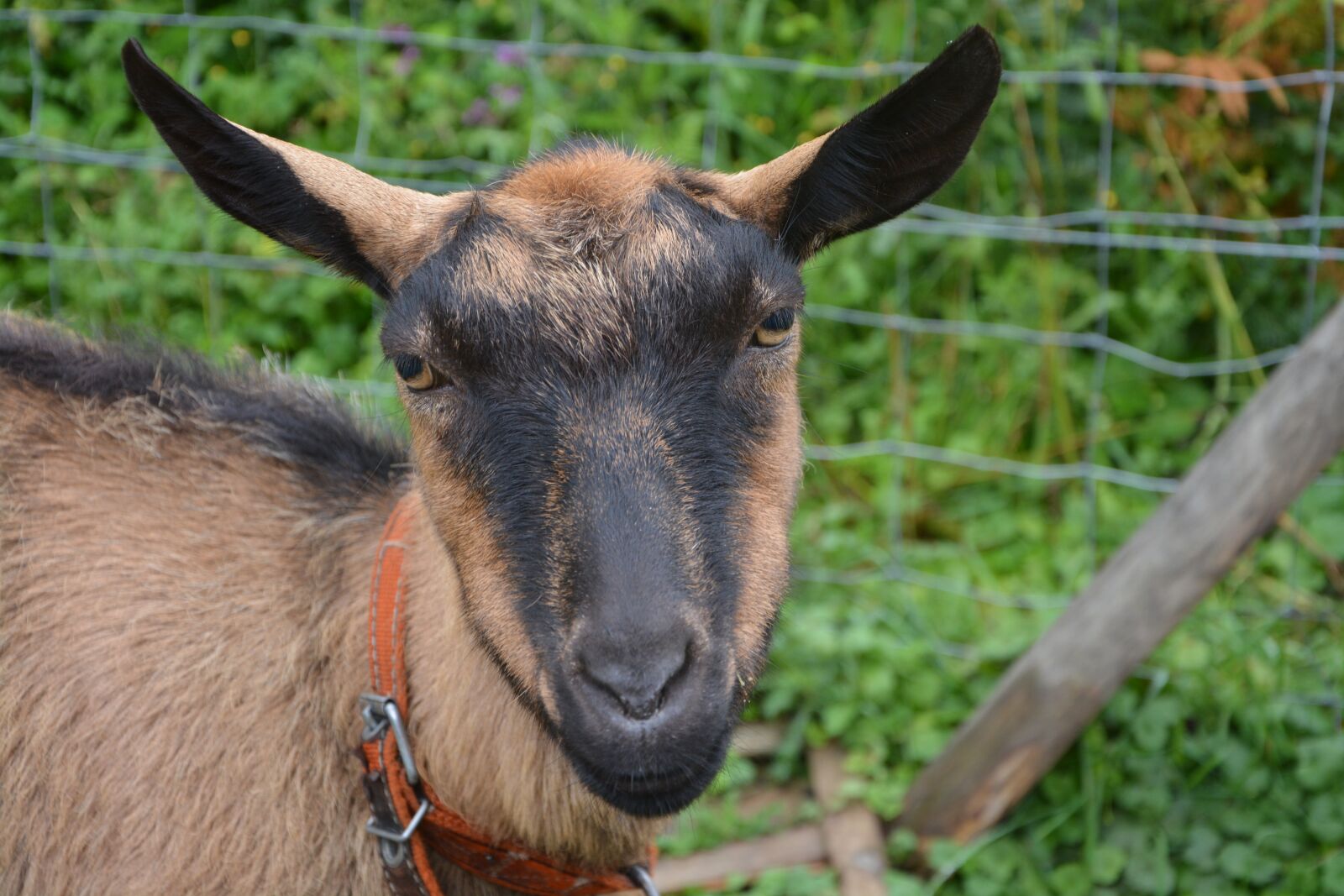 Nikon D5200 sample photo. Goat alpine, head, brouteuse photography