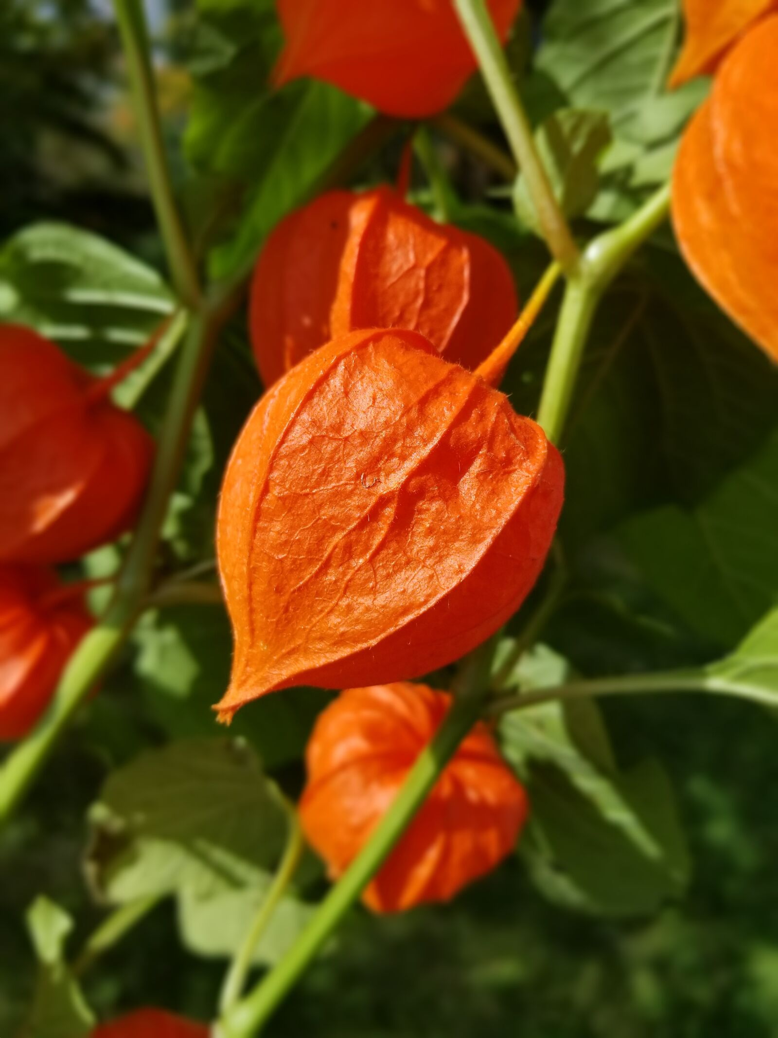 Samsung Galaxy S8+ sample photo. Chinese lantern, flower, orange photography
