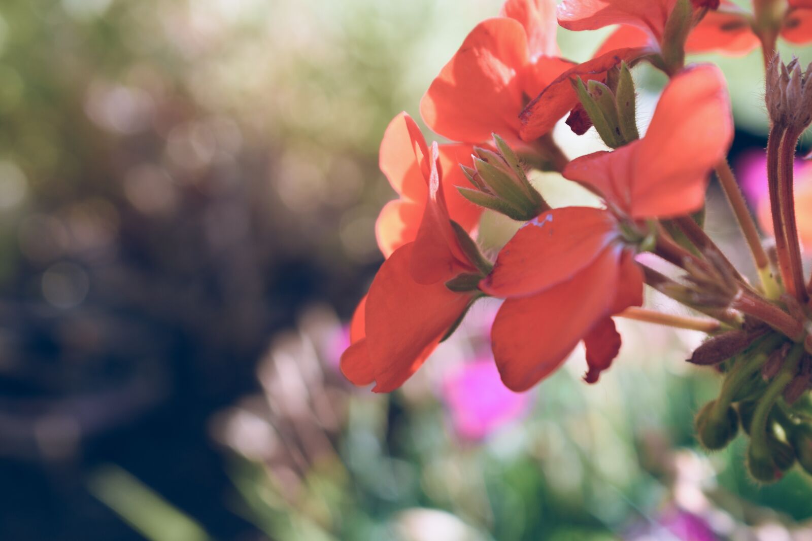Nikon D5600 sample photo. Flowers, blooming, petals photography