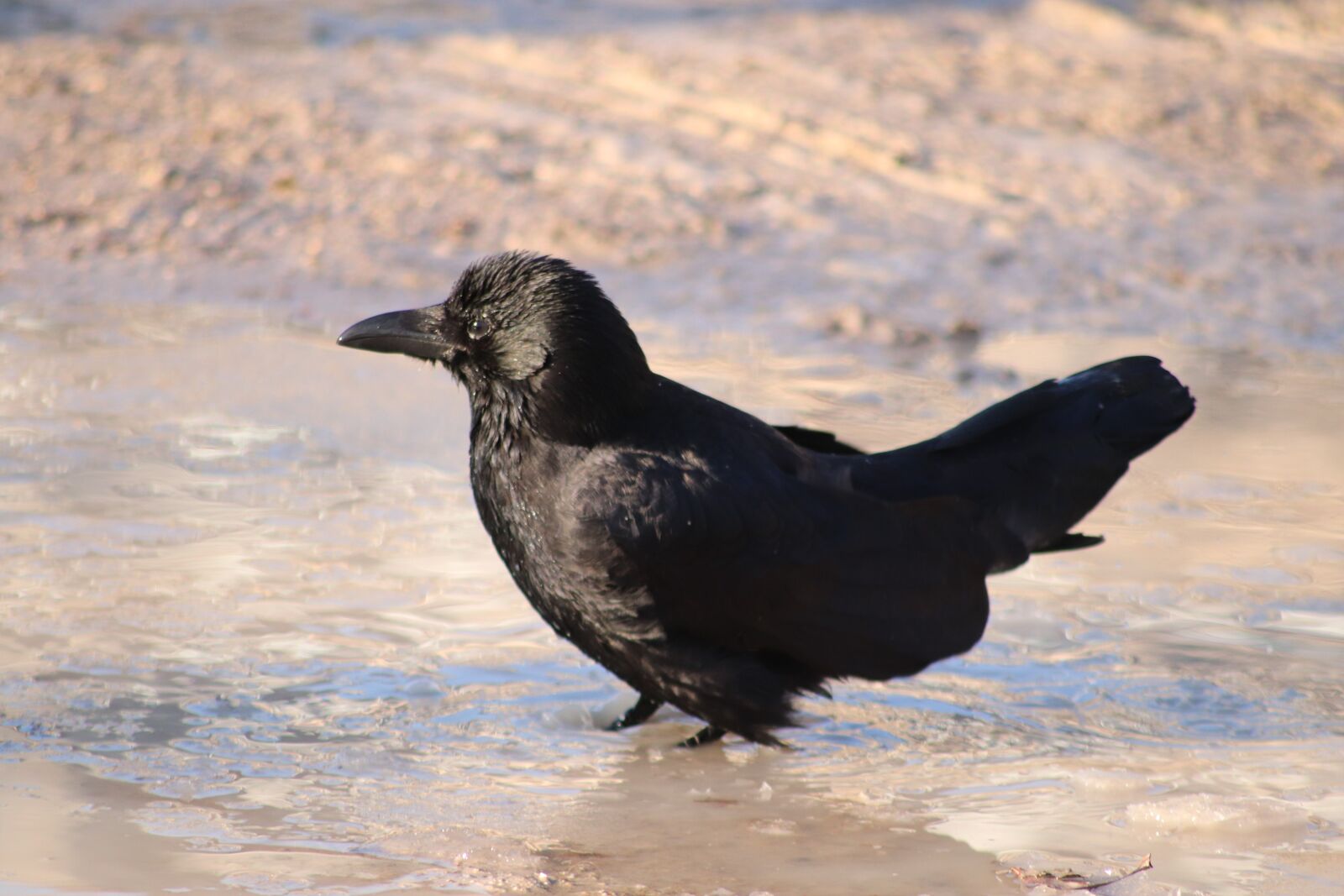 Canon EOS 800D (EOS Rebel T7i / EOS Kiss X9i) sample photo. Raven, bath, puddle photography
