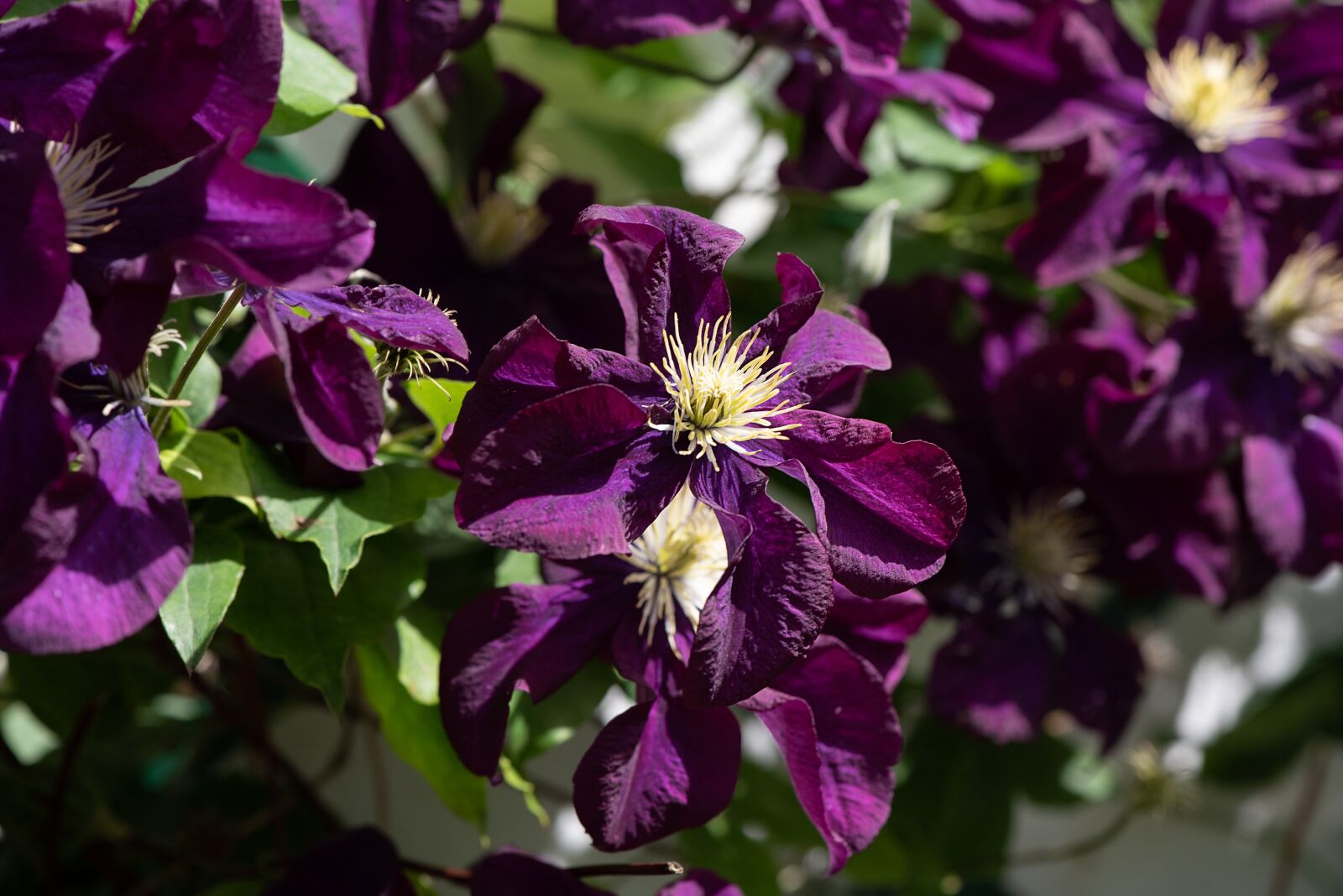 Nikon D750 sample photo. Clematis, purple, purple clematis photography