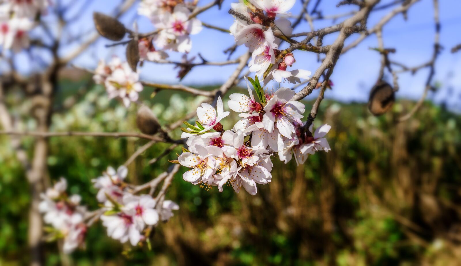 Sony E 16-50mm F3.5-5.6 PZ OSS sample photo. Flower, tree, nature photography