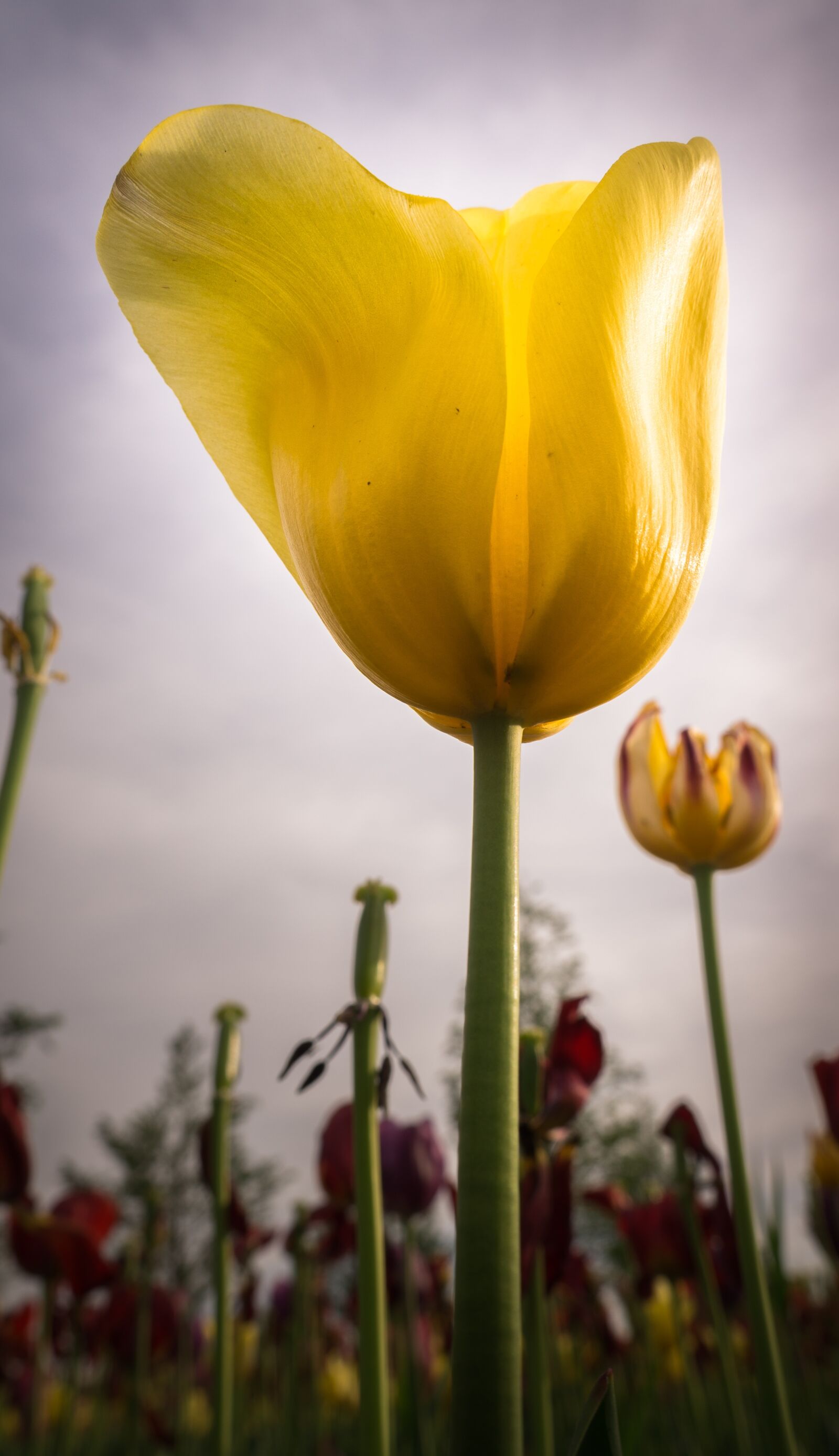 Sony Alpha NEX-5N sample photo. Flowers, tulip, nature photography