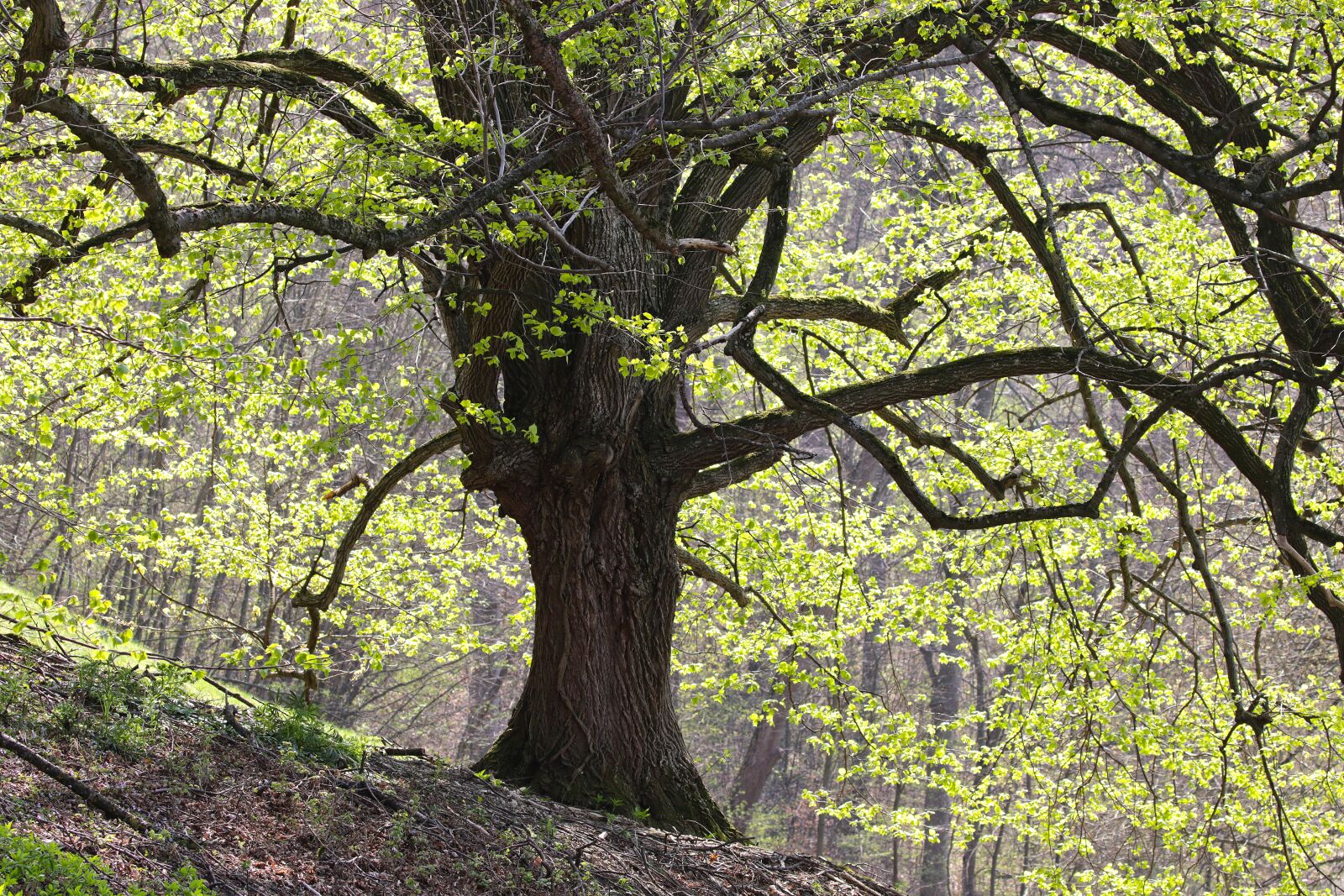 Canon EOS 7D Mark II + Canon EF 100-400mm F4.5-5.6L IS II USM sample photo. Grove, linde, oak photography