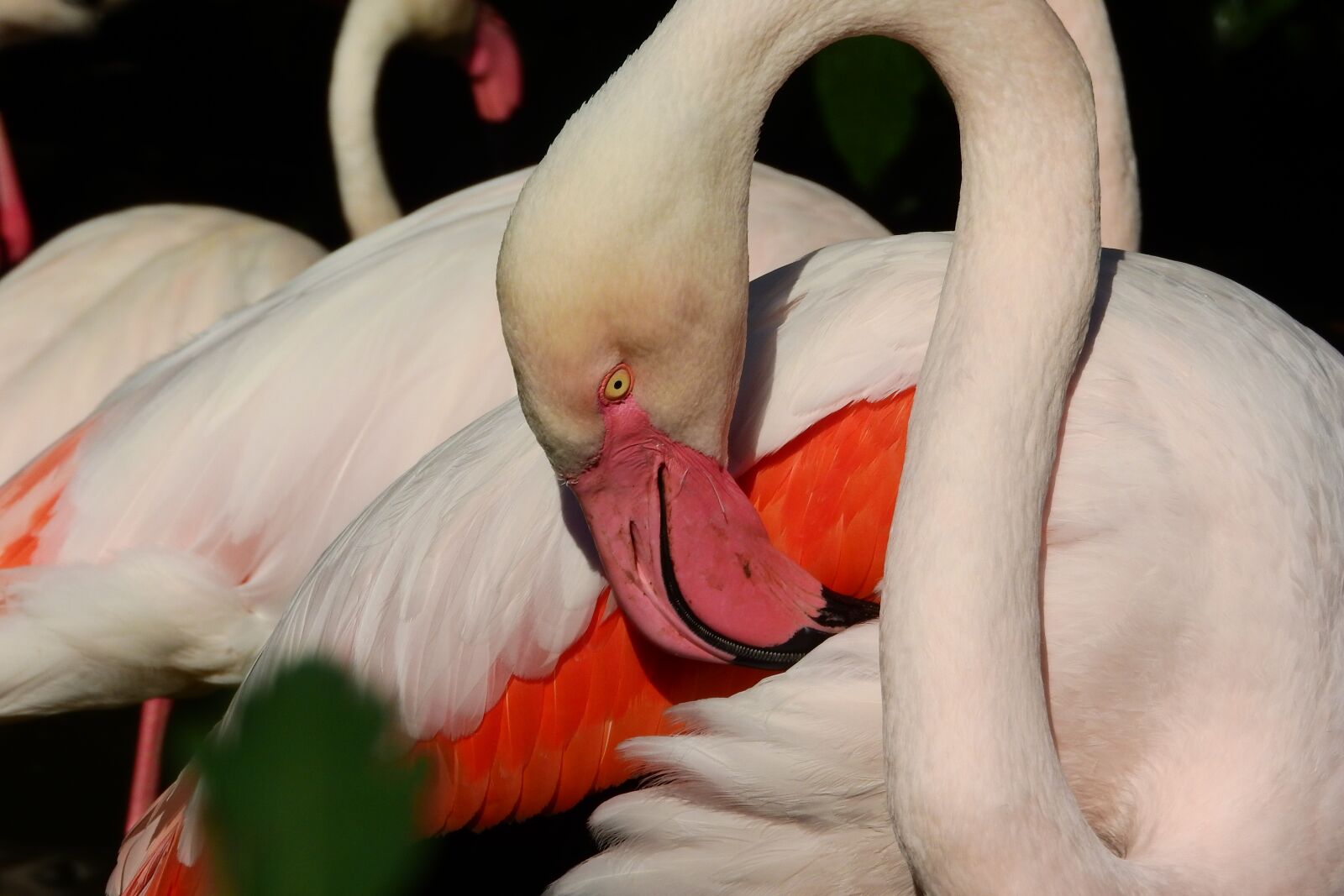 Nikon Coolpix P610 sample photo. Flamingo pink, phoenicopterus roseus photography