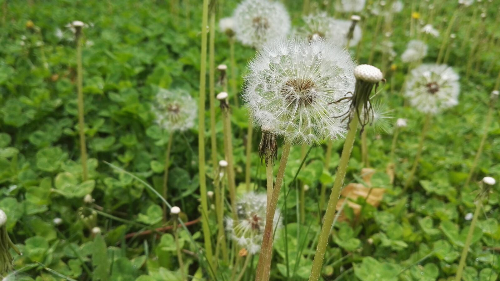 HUAWEI P8 sample photo. Dandelion, little dandelion, small photography