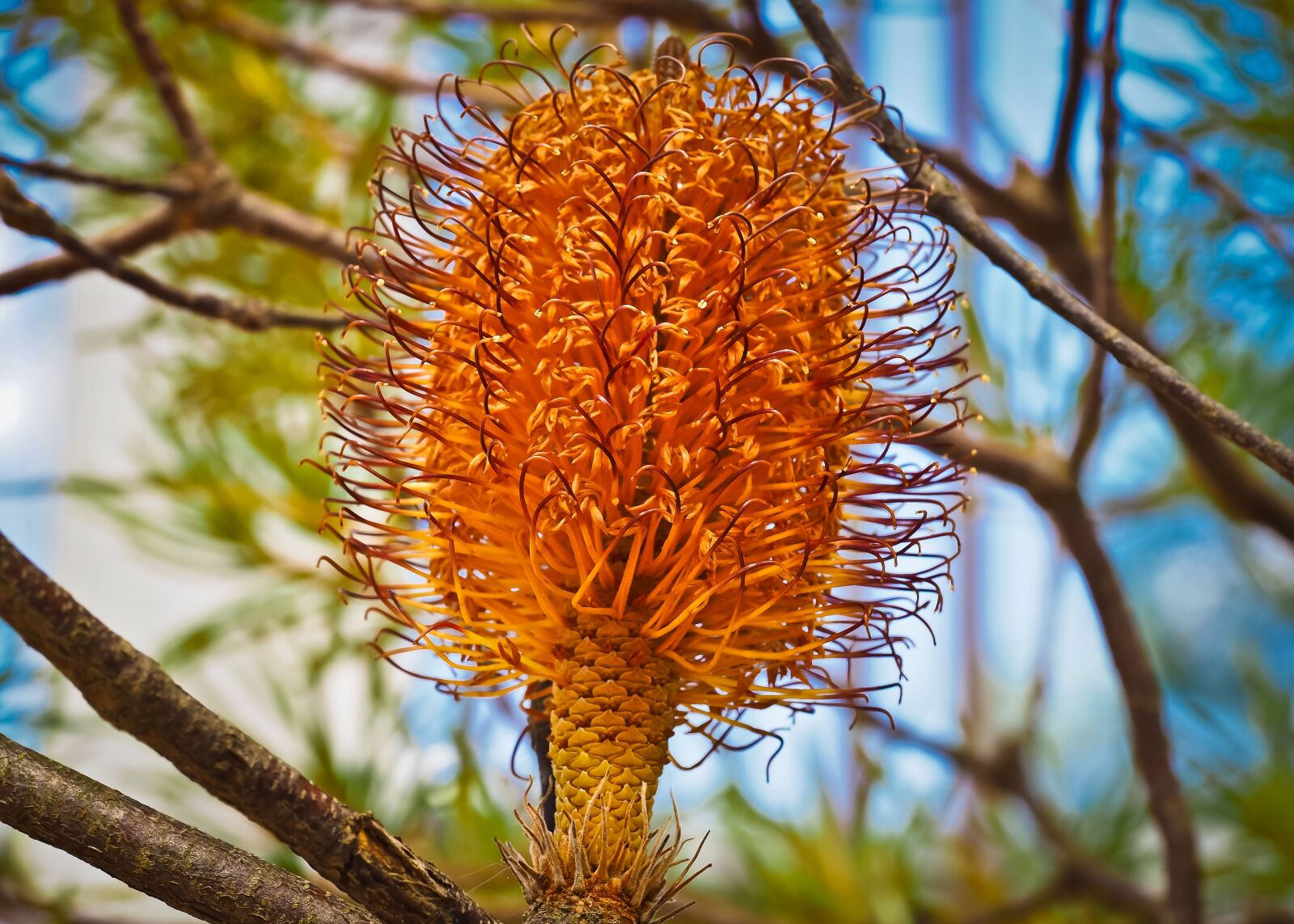 Olympus OM-D E-M10 sample photo. Banksia, tree, fruit photography