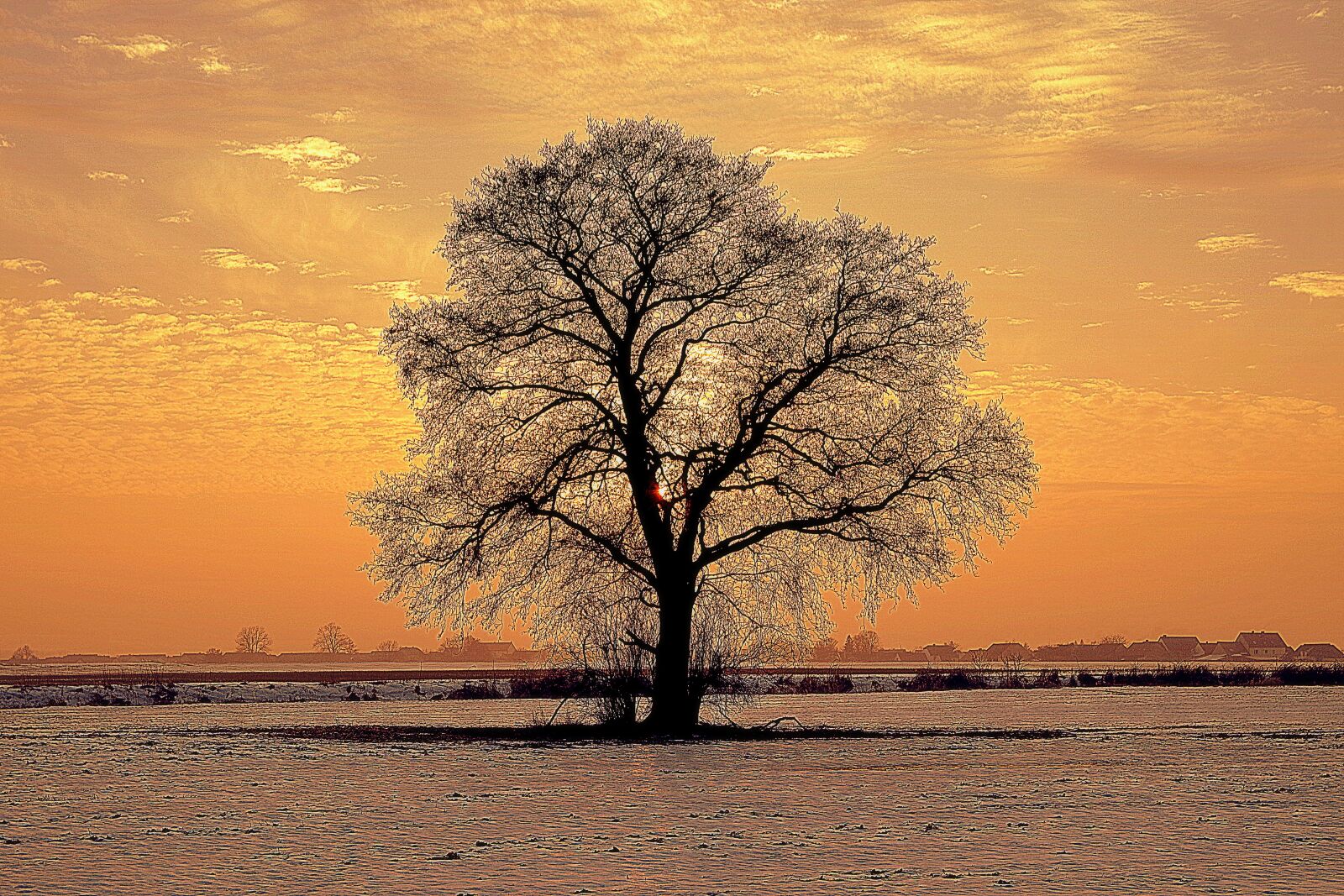 Pentax K-S2 sample photo. Tree, lonely, winter photography