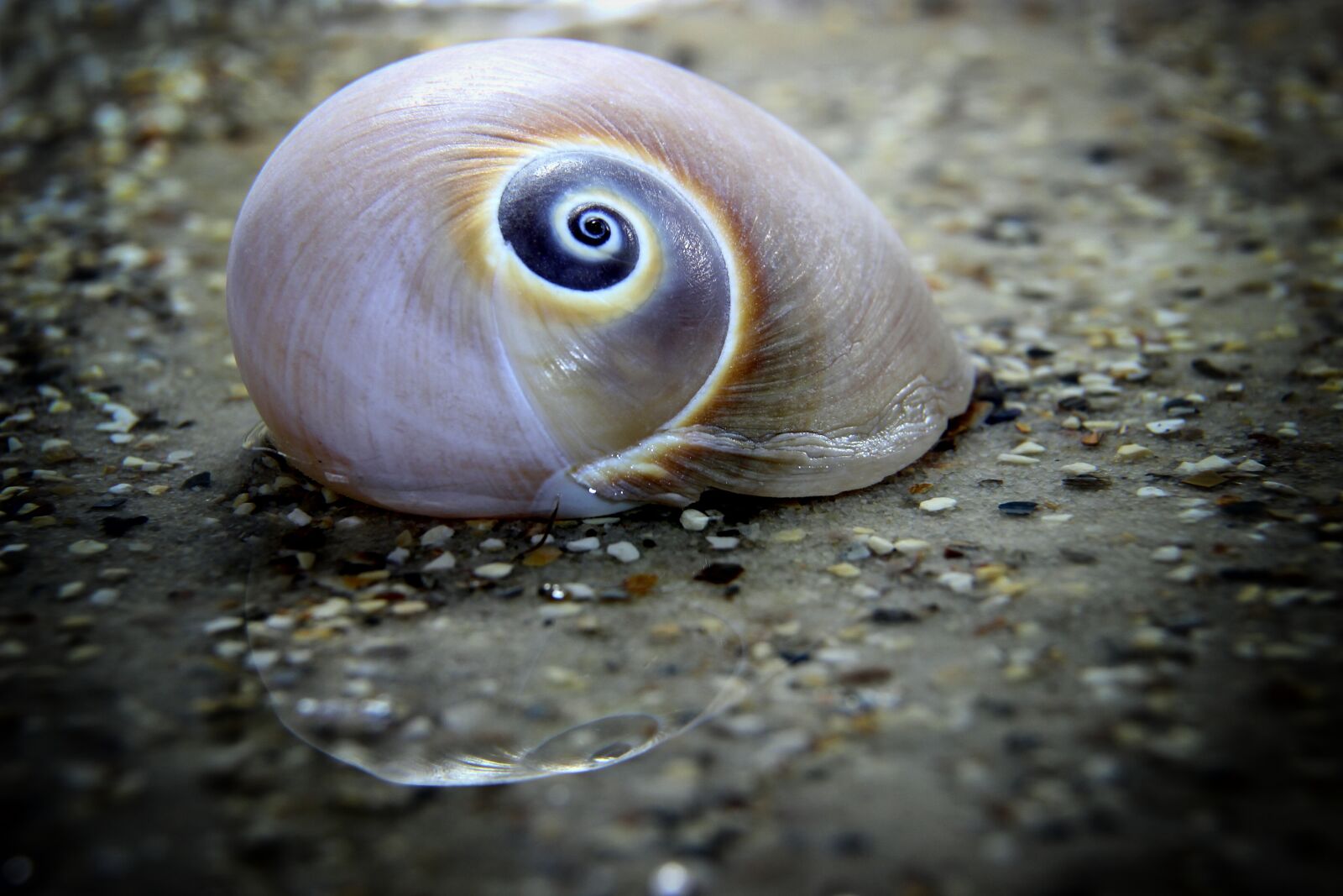 Canon EOS 600D (Rebel EOS T3i / EOS Kiss X5) sample photo. Snail, shell, mollusk photography
