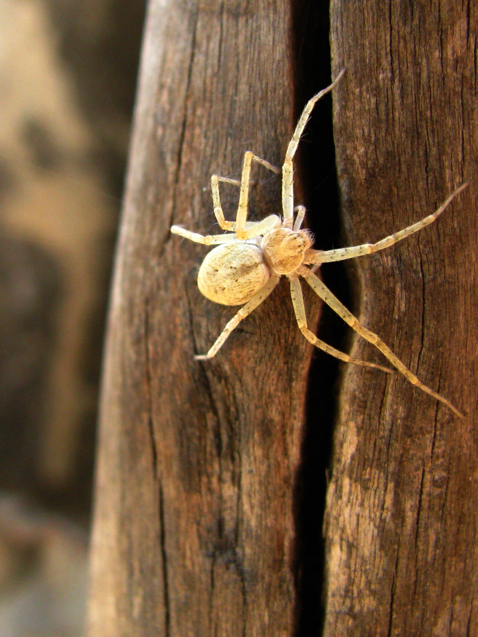 Canon POWERSHOT SX100 IS sample photo. Spider, web, white, wood photography