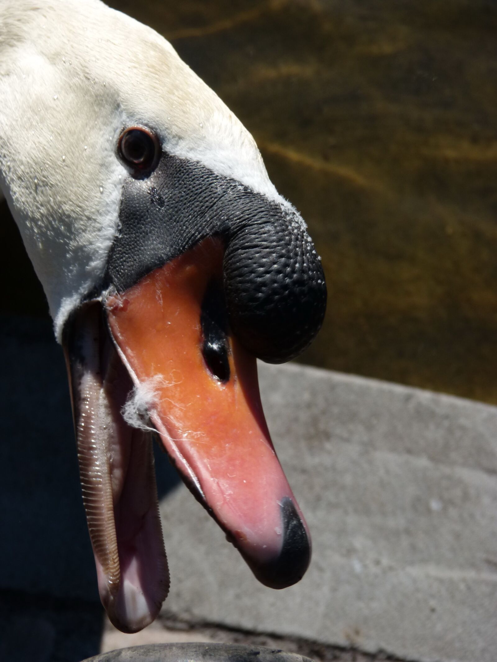 Panasonic DMC-FZ62 sample photo. Swan, park, red beak photography
