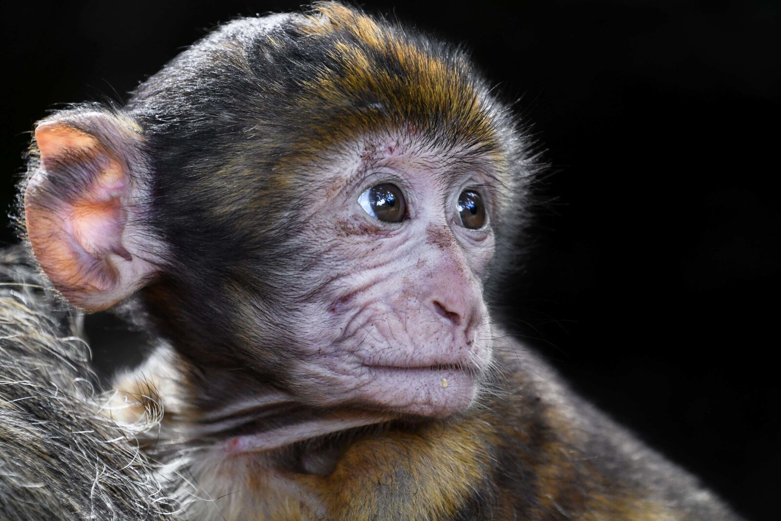 Nikon D500 sample photo. Wildlife, cute, primate, wild photography
