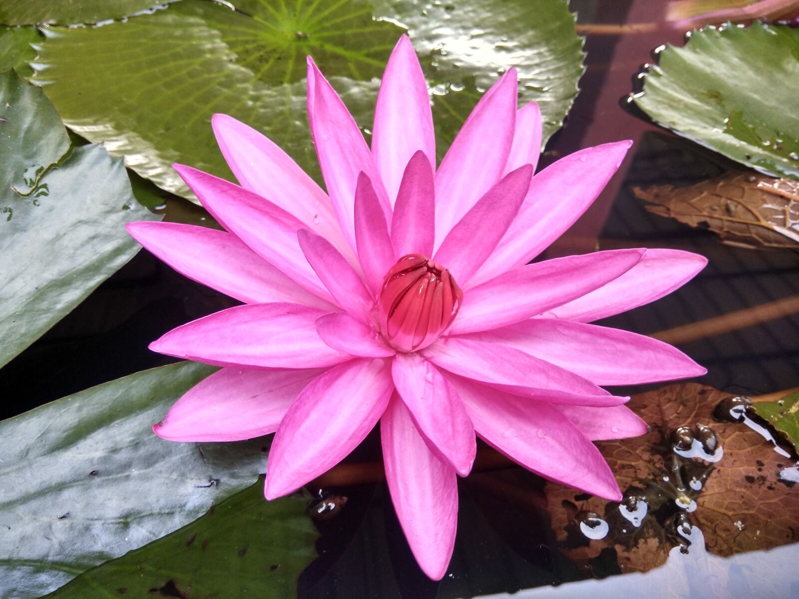 Xiaomi Redmi Note 4 sample photo. Pool, lotus, flora photography