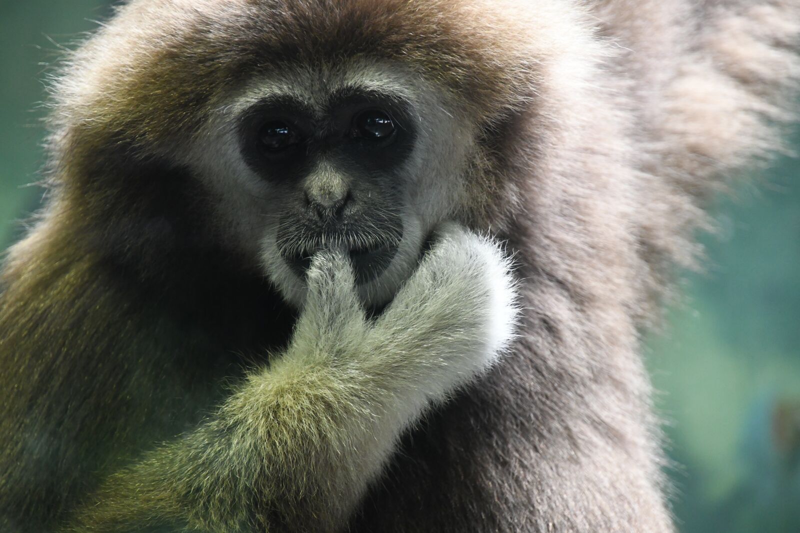 Nikon D7500 sample photo. Monkey, animal, zoo photography